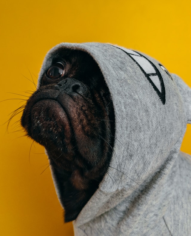 Vue latérale d'un carlin portant un sweat à capuche, l'air triste ou malmené. 