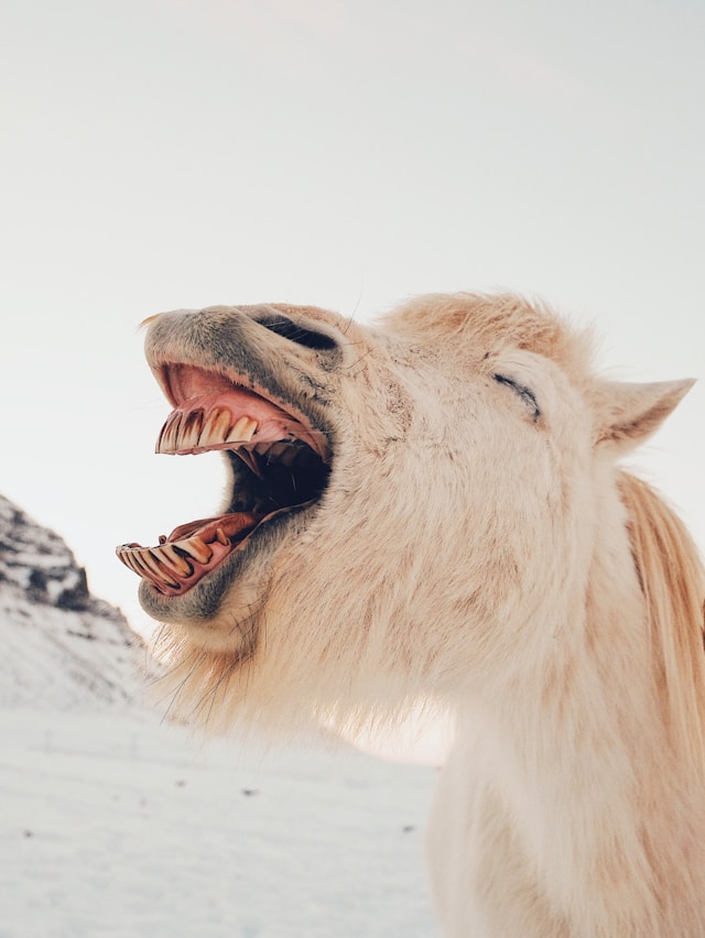 Un cheval islandais avec la bouche grande ouverte, représentant l'émotion de l'équitation.