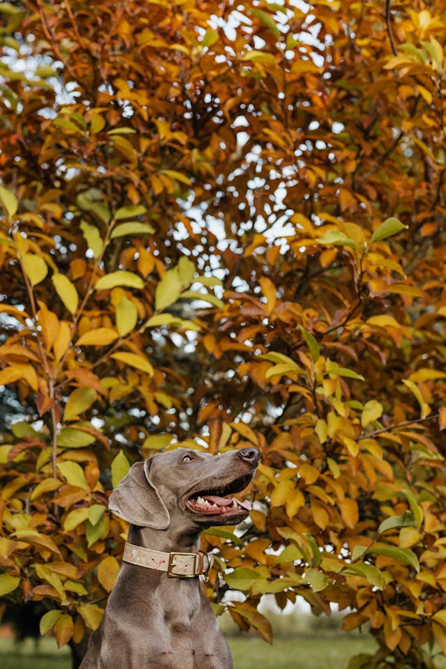 Um cão castanho em frente a uma árvore durante o outono.