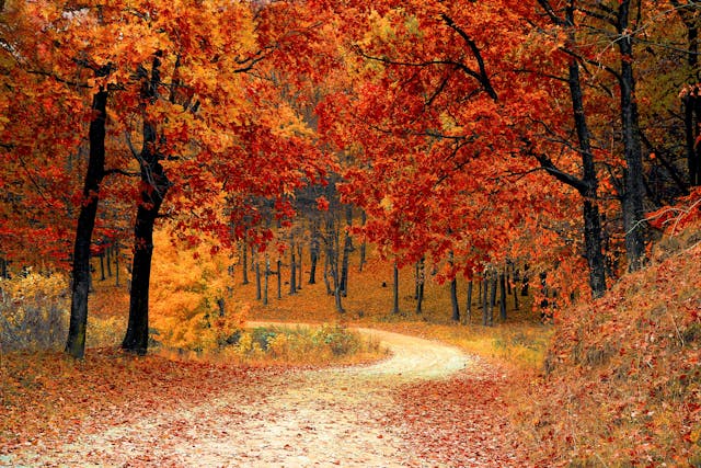 Uma floresta com árvores de folhas vermelhas que rodeia uma estrada sinuosa.