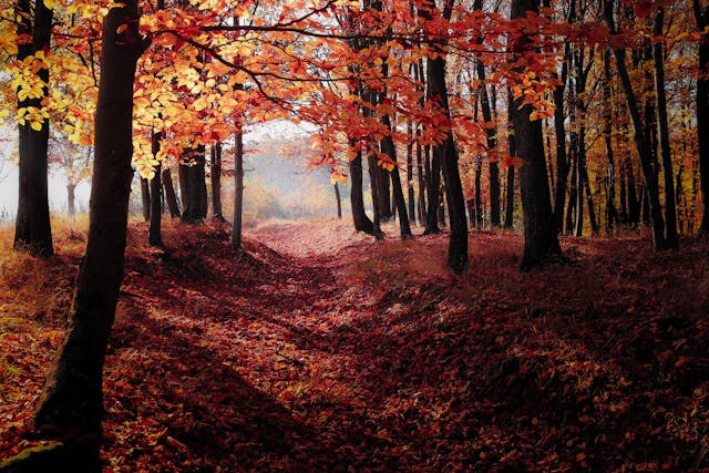Árvores vermelhas de outono numa floresta.